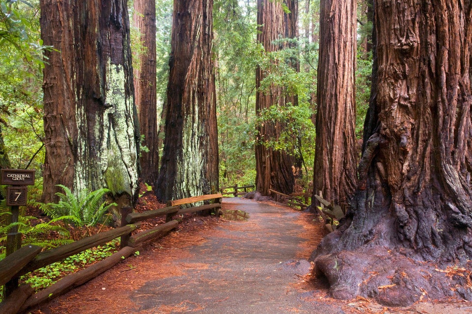 Cathedral Grove