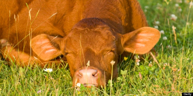 Beef Cattle Calf, Ontario, Canada