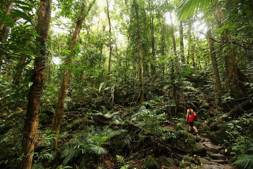 Daintree Rainforest, Queensland, Australia