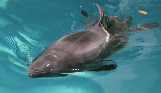 Daisy a one-year-old porpoise calf is seen swiming at the Vancouver Aquarium in Vancouver, B.C., on Wednesday July 29, 2009. Daisy died on Thursday, June 15 at the Vancouver Aquarium. (Photo: Darryl Dyck/CP)