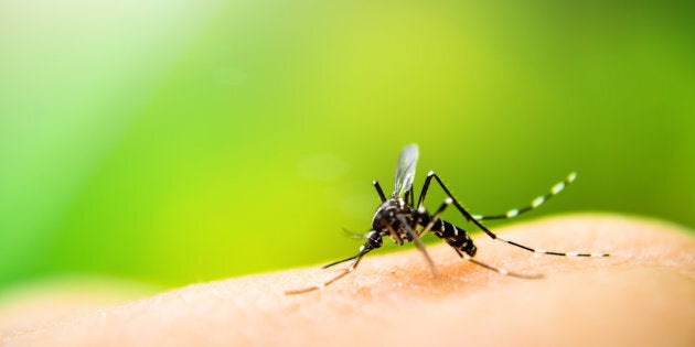 Swat! According to a recent survey, Canada's mosquitoes are doing just fine.