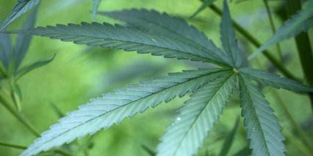 This photo taken on July 15, 2014 shows a cannabis plant growing in a garden in Cologne, Germany. A German court ruled for the first time on July 22 that seriously ill patients may grow their own marijuana for medical purposes in certain cases. AFP PHOTO / DPA / OLIVER BERG /GRMANY OUT (Photo credit should read OLIVER BERG/AFP/Getty Images)