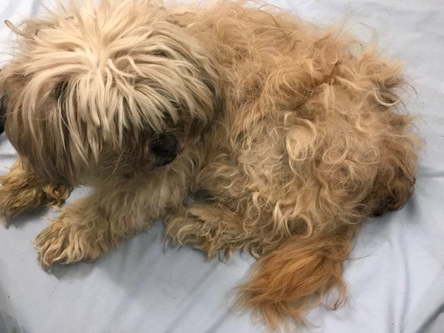 An elderly Shih Tzu-type dog was left at doors of the Calgary Humane Society.