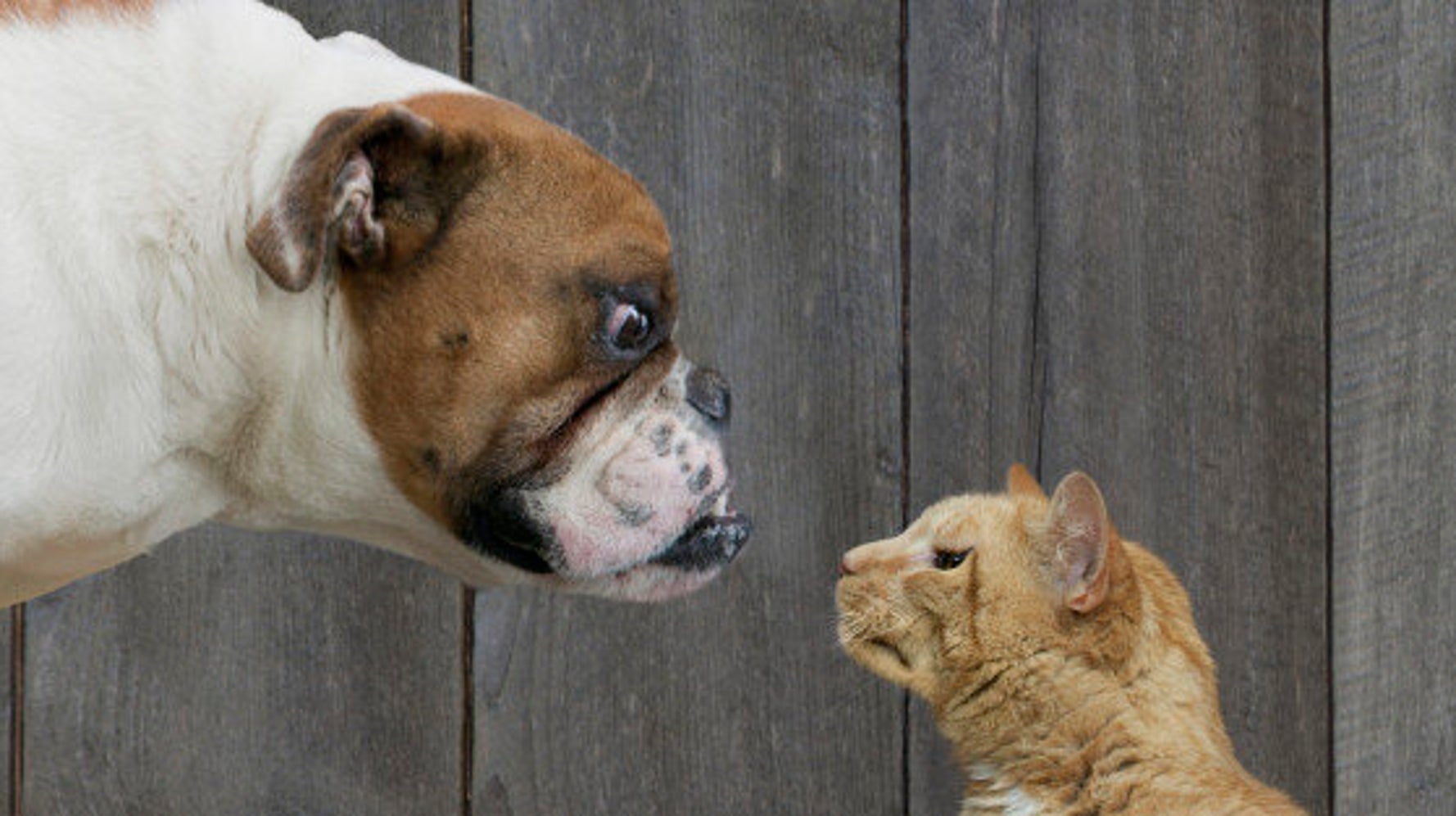 Cat–dog relationship - Wikipedia