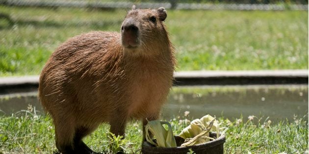 One of the capybaras who escaped from High Park Zoo in Toronto, shown here in June 2016. The two, Bonnie and Clyde, had babies in February, and their babies now have names. (Photo: Keith Beaty/Toronto Star via Getty Images)