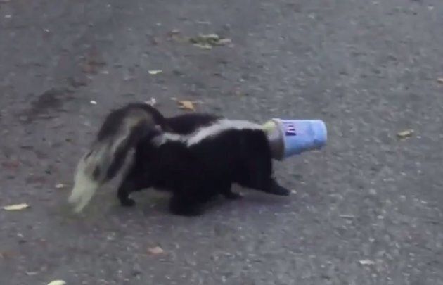 Multiple skunks in Canada seem to have run into this specific situation. (Photo: Screengrab/Viral Hog)