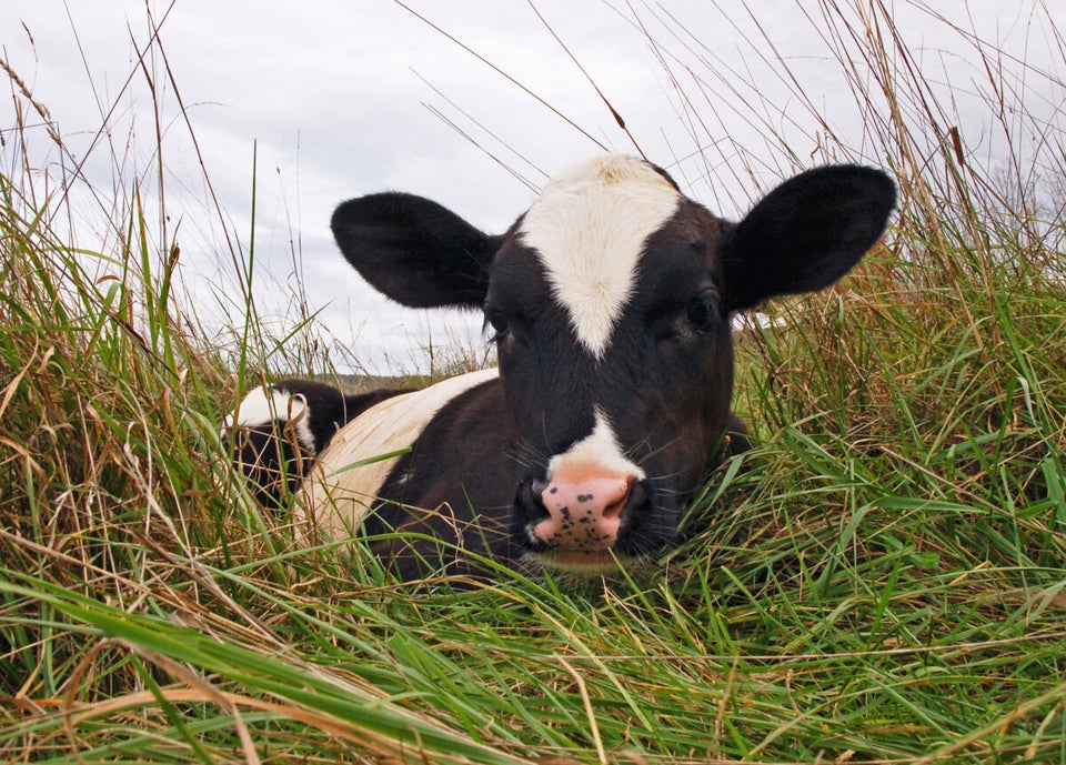 Tweed The Calf