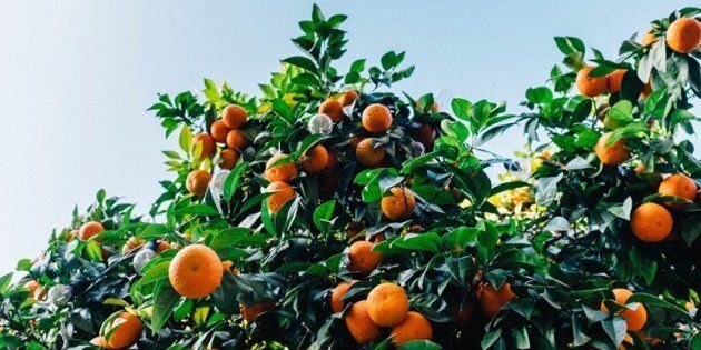 The Benefits Of Vitamin C On The Aging Body Huffpost