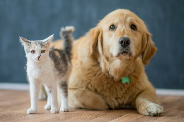 Vancouver pet stores will only be allowed to display animals for adoption from recognized shelters.