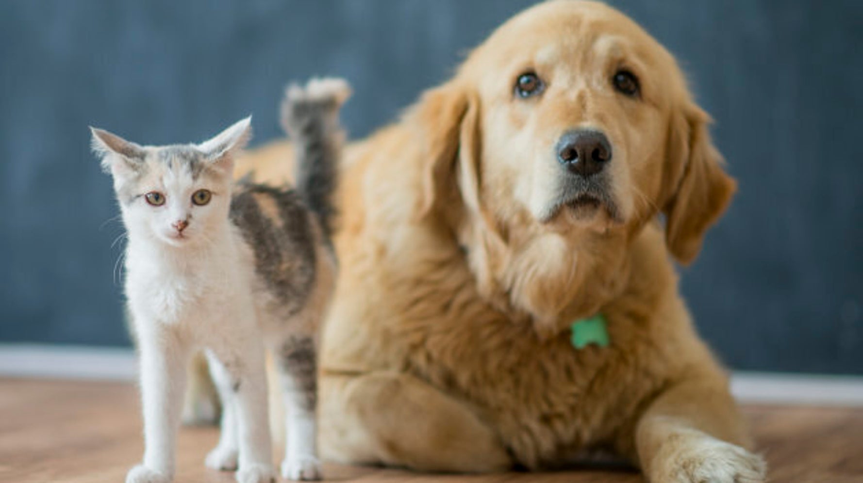 Vancouver Votes To Ban Sale Of Dogs, Cats, Rabbits In Pet Stores