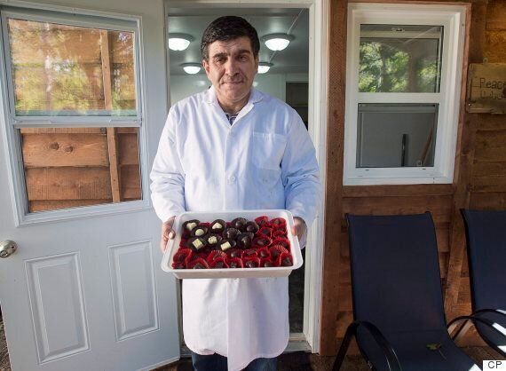 Assam Hadhad, a Syrian refugee who arrived in Canada last year, displays a tray of chocolates at his shop, Peace by Chocolate, in Antigonish, N.S. on Sept. 21. (Photo: Andrew Vaughan/The Canadian Press)