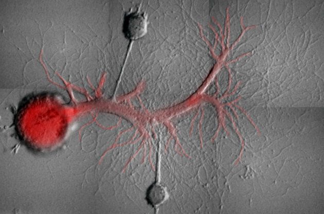 Two sensory neurons (smaller grey circles) of an Aplysia snail are connected to a motor neuron (which is red because it's been injected with a fluorescent molecule).