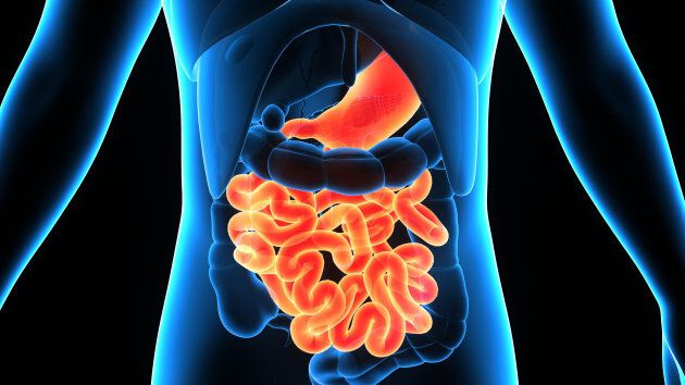 The human digestive system consists of the gastrointestinal tract plus the accessory organs of digestion.