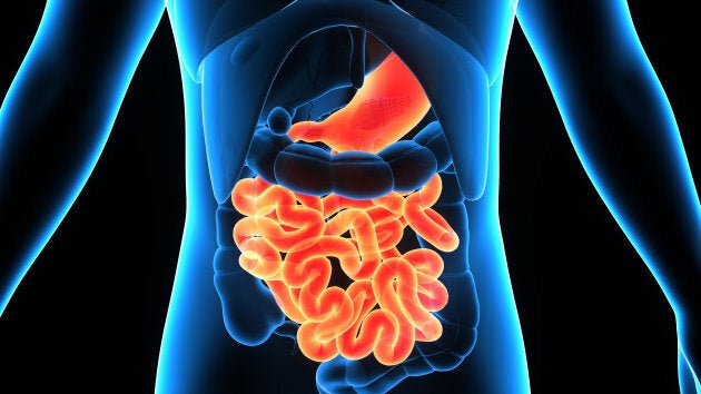 The human digestive system consists of the gastrointestinal tract plus the accessory organs of digestion.