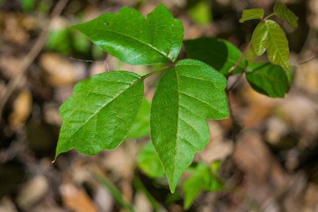 A three-leaf poison ivy plant.