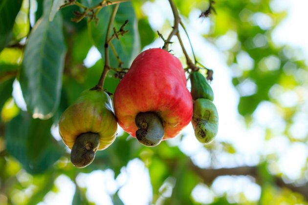 Cashew nuts growing on a tree.