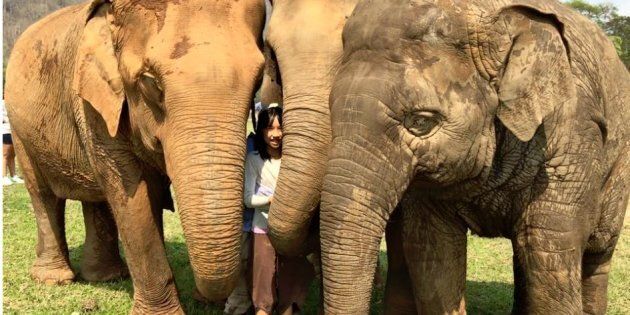 Genie is part of this elephant herd in Thailand