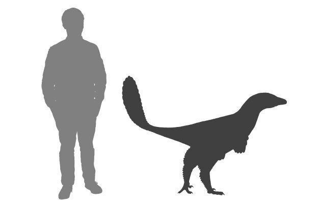 The Albertavenator weighed around 60kg and was about two metres long.