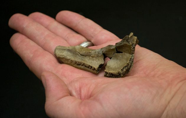 A skull fragment from the Albertavenator confirmed it as a new species.