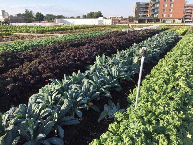 The rooftop garden at IGA Famille Duchemin in St. Laurent, Quebec, is pictured in this photo posted to the store's Facebook page.