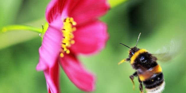 Save our pollinators