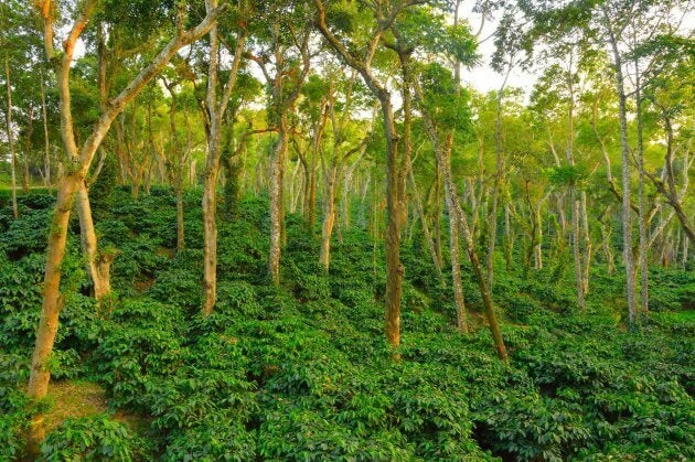 Shade-grown coffee on Pete Poovanna's father's farm in India.