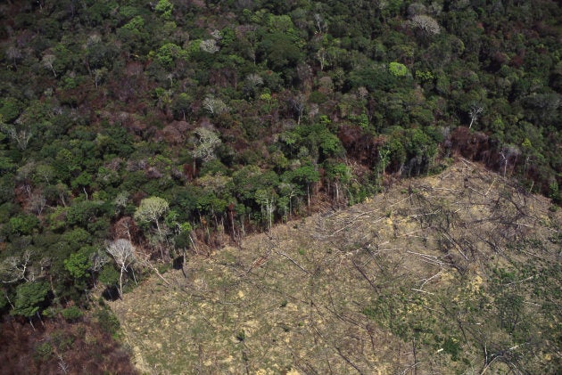 Amazon rainforest clearance for agriculture.