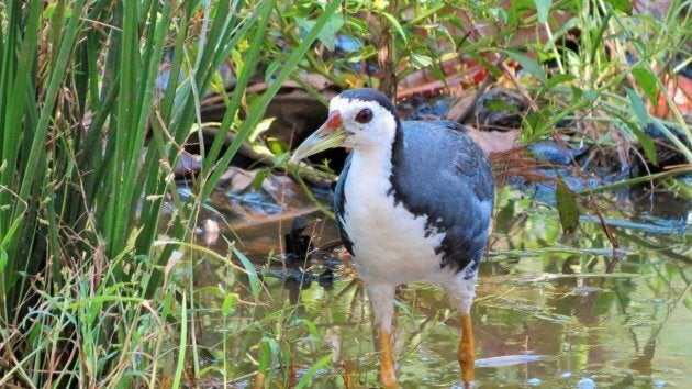 White breasted waterhen next to the pond on the Coffee Farm