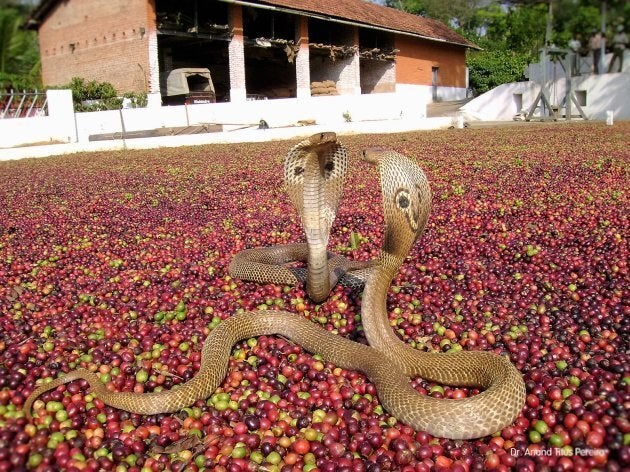 Indian cobras getting ready to engage over the coffee beans.