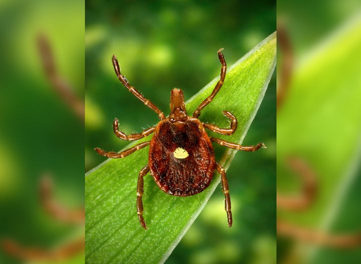 Lone Star Tick Bite Can Make A Person Allergic To Red Meat Huffpost Life