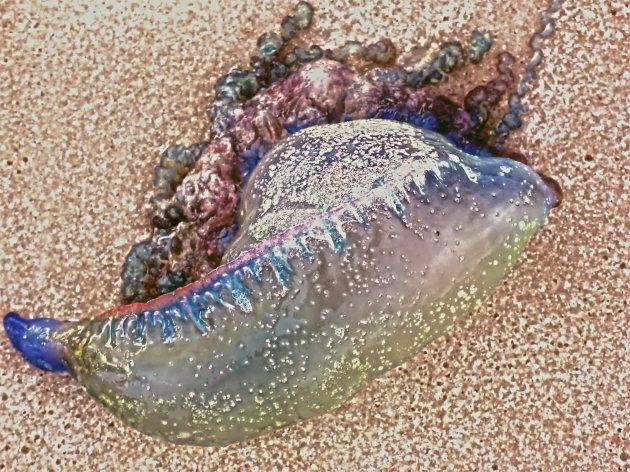 Dangerous and potentially deadly Portuguese man-of-war have washed up on Halifax shores.