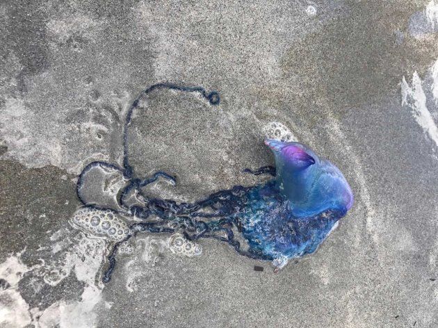 This photo of a Portuguese man-of-war was taken at Crescent Beach in N.S., July 4, 2017.