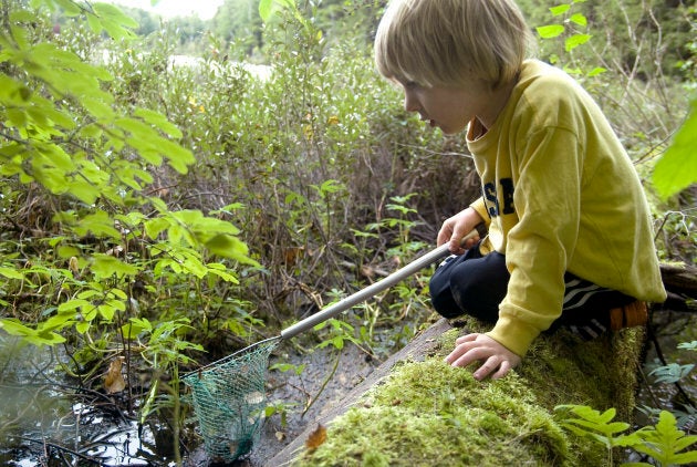 Boy fishing with a net in a pond, Algonquin Park, near Kearney, Ont.