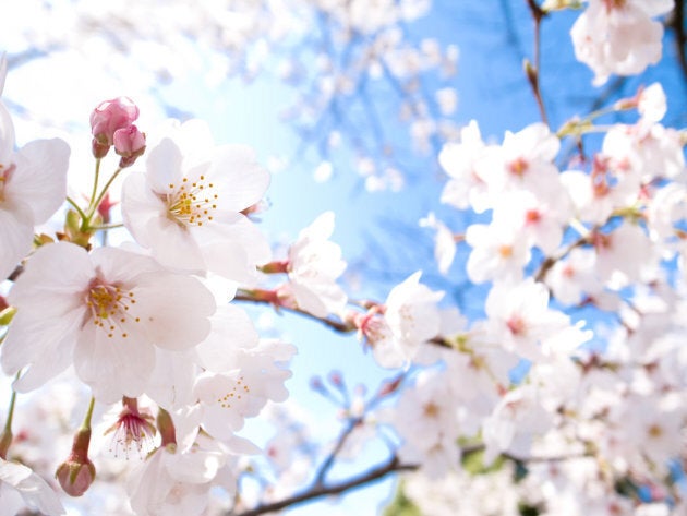 Cherry blossoms, known as sakura in Japan.