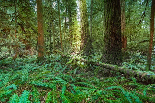 Detailed photograph of sunlight streaming in to Cathedral Grove Forest, in B.C.