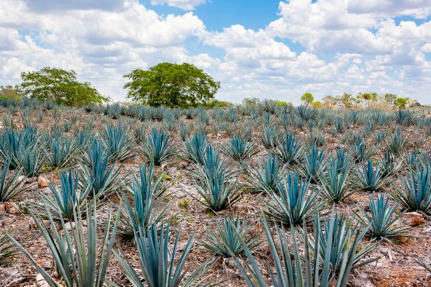 Tequila agave field.