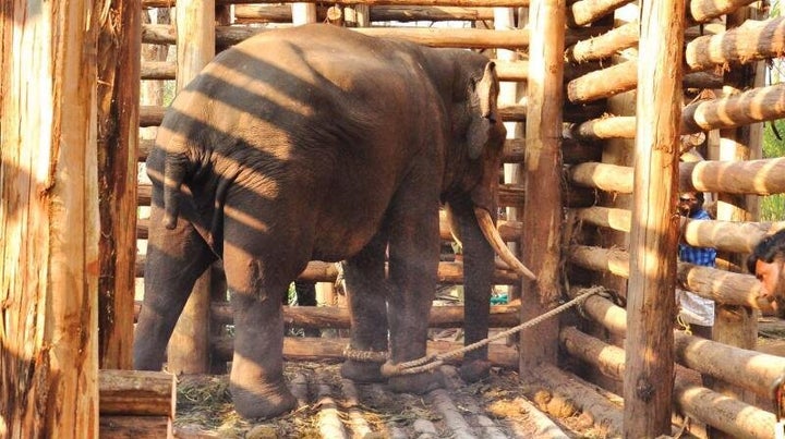 Kallur Komban remains in this tiny enclosure since his capture in November 2016.