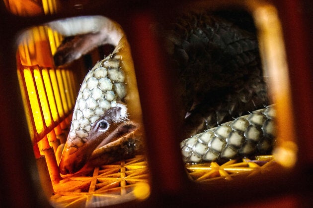 A pangolin is seen inside a cage after the Navy foiled illegal smuggling operations on June 13, 2017 in Medan, Indonesia.