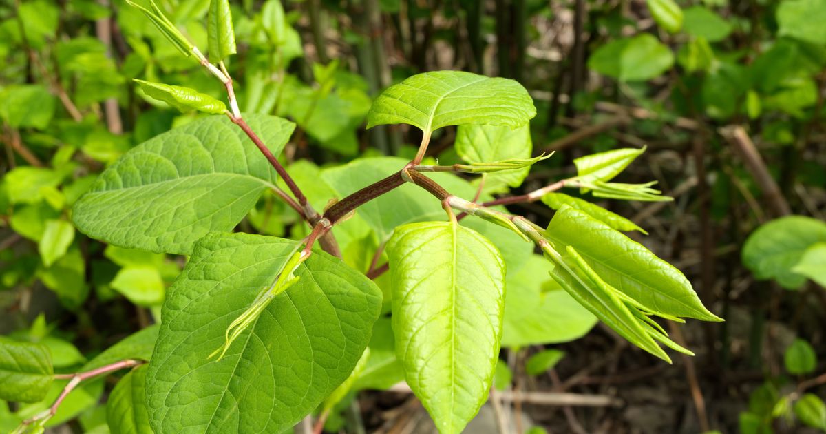 Meet The Invasive Plants Threatening To Destroy Canadian Habitats ...