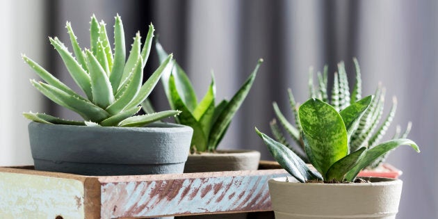 Aloe brevifolia succulent and snake plant in living room