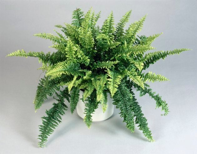 Close-up of a Boston fern in a pot (Nephrolepis exaltata) (Photo by DEA / G.CIGOLINI/De Agostini/Getty Images)