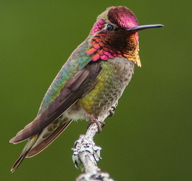 Hooray For Hummingbirds Celebrating National Hummingbird Day