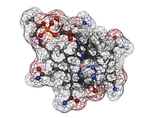 A molecular model of Vitamin B12, or cyanocobalamin.