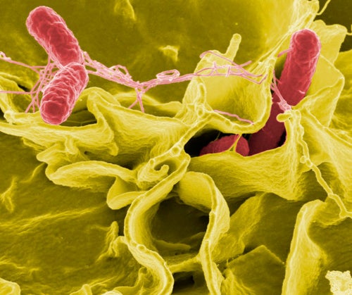 b12 injections huffington post Vitamin B12 Could Be Our Shot At An Alternative To Antibiotics