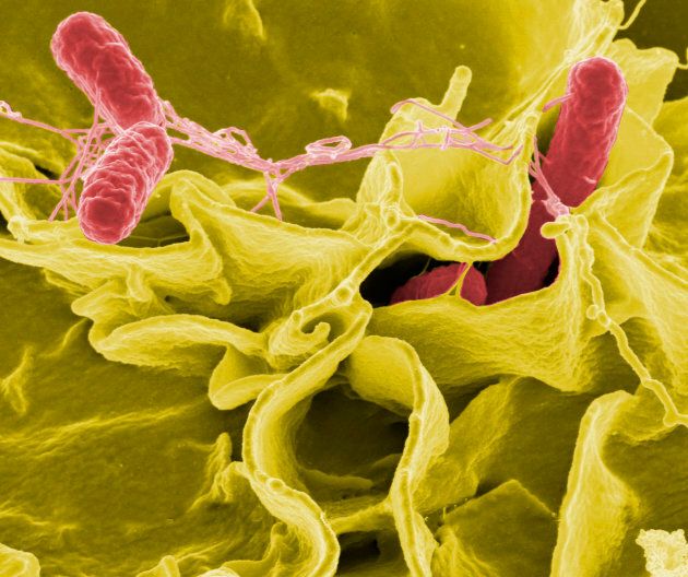 Colour-enhanced scanning electron micrograph showing Salmonella typhimurium, red, invading cultured human cells.