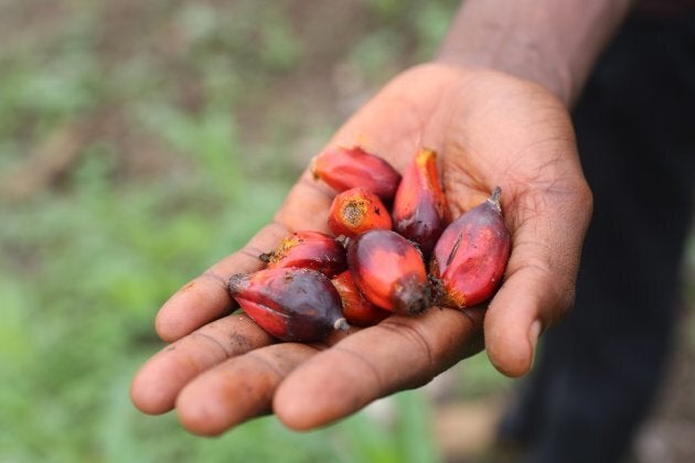 UNICEF works with nutrition partner SILPA in Kono district helping families produce their own food.