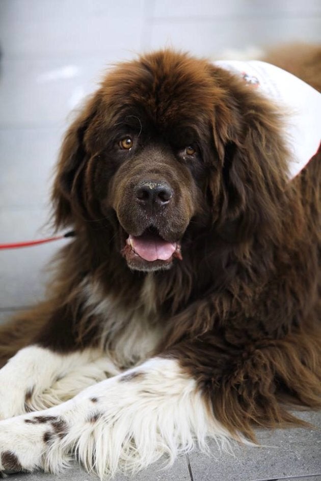 Big Norm is one of YVR's new therapy dogs. He is most definitely a good dog.