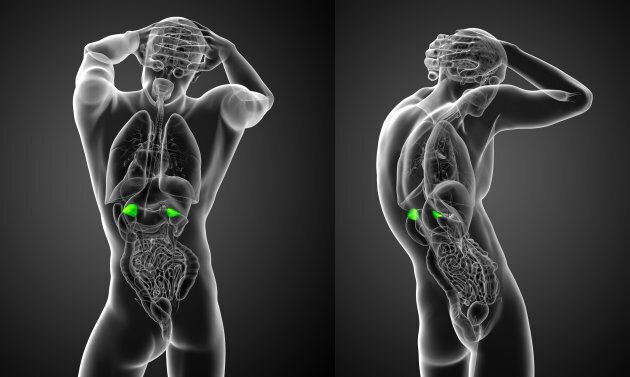 3d rendering medical illustration of the human adrenal glands