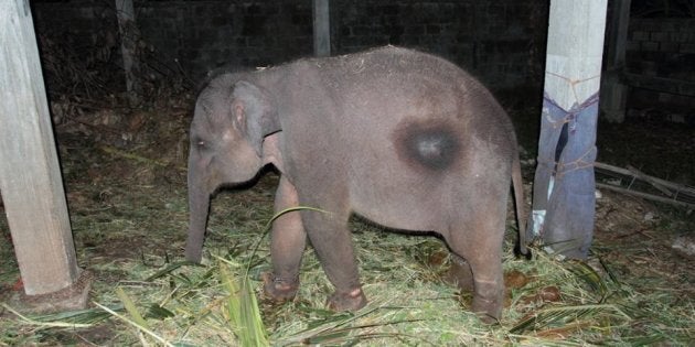 sri lankan baby elephant