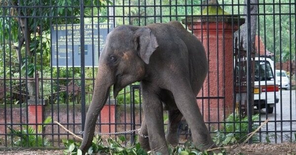 In this image taken in August, this baby elephant was among 15 others confiscated under the present regime since 2015. The baby is tethered outside the God Pattini shrine.